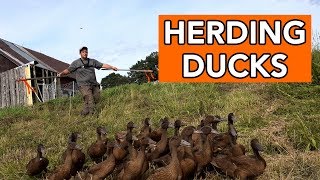 Duck Herding How To