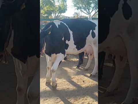 #pecuarista #youtubeviral #fazenda #agroemfocotvdigital #agro #gado