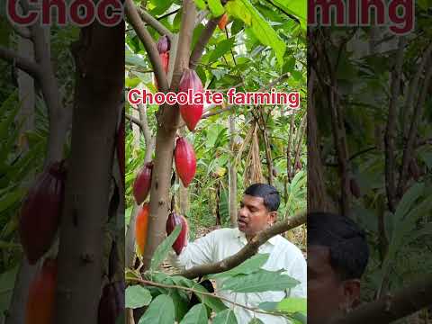 Cocoa farming in India, chocolate farming, red color chocolate #cocoa #chocolate #Shorts