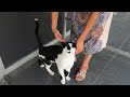 Tuxedo Cat With White Dot At The End Of Its Tail Is So Cute And Loving