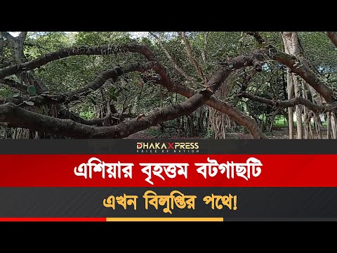 যে বটগাছ শুধুই একটি গাছ নয়, এটি ইতিহাস, ঐতিহ্য ও প্রকৃতির এক বিরল সাক্ষী!