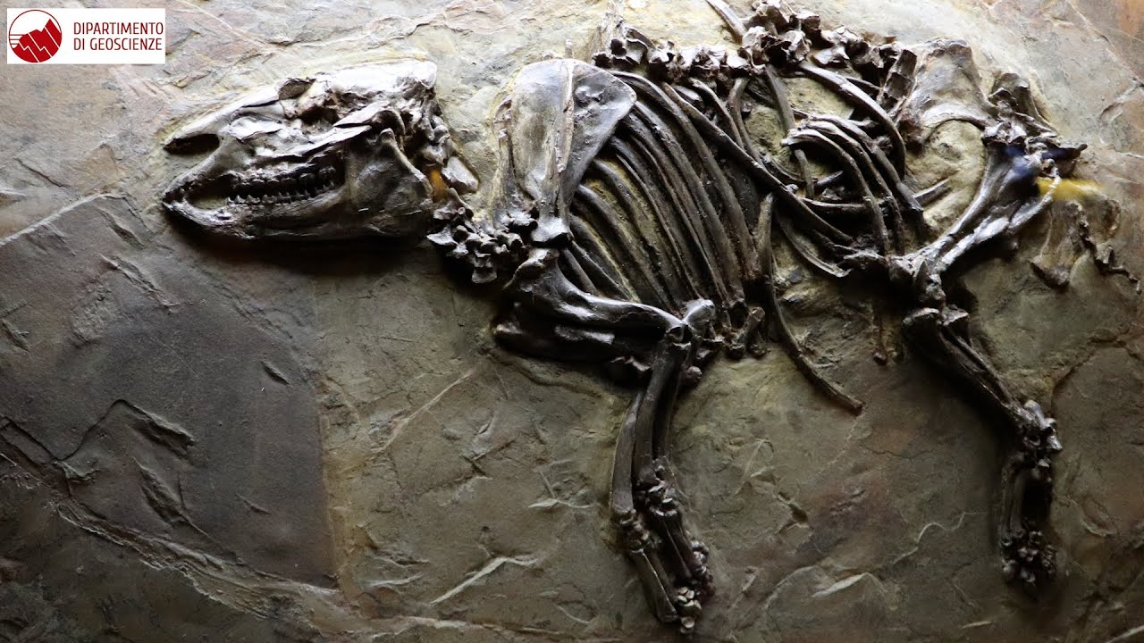 Reperti straordinari e fossili da scoprire: in Germania con gli studenti del corso di Paleontologia