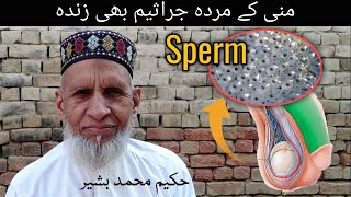 Sperm Ki Kami ka ilaj in urdu | Mani Ke Jarasim Barhane Ka Desi Gharelu Nuskha | Daily Health Tips