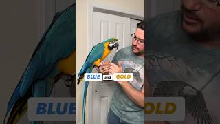 Why Blue-and-Gold Macaws are called Blue and Gold? #amazing #birds #parrot
