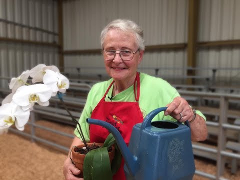 Watering and Fertilizing Your Orchid
