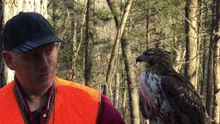 Red tailed hawk first free flight and kill.