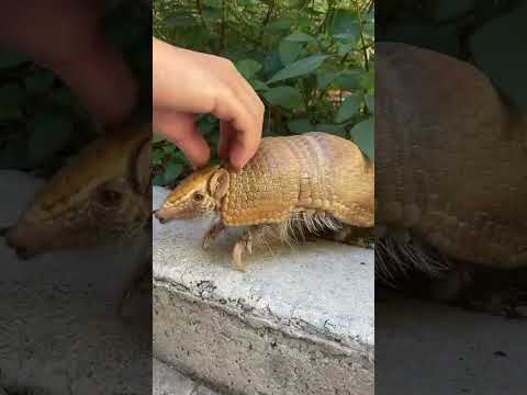pangolin #viral #shorts #shortvideo