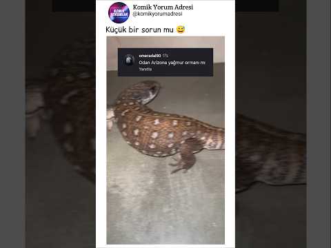 Evinde Komodo Ejderi var 😅 Komik instagram yorumları 2276 #shorts #komikyorumlar
