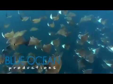 MOBULA RAYS