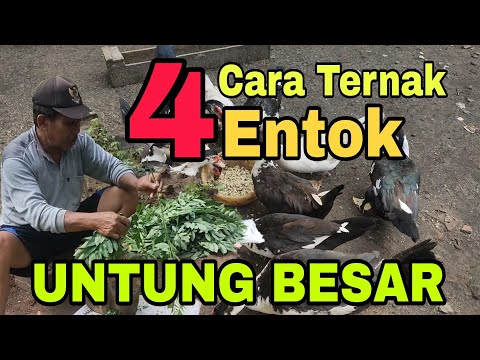 , title : '4 Cara Ternak Entok Untung Besar'
