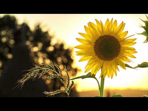 Johnny Pearson & His Orchestra's collection