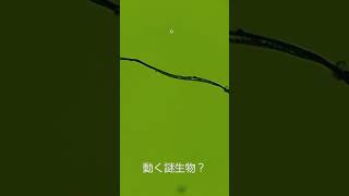 動く謎生物か!!A moving mysterious creature!!