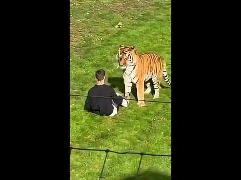 Video shows man who was killed by tiger inside its enclosure