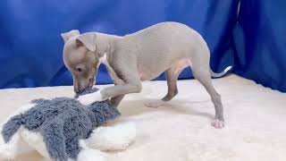 イタリアングレーハウンドの動画01