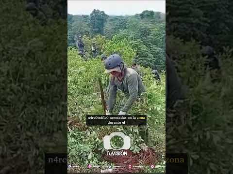 🔵PNP ERRADICA CULTIVOS ILEGALES DE C0C4 EN TUNDUNZA, CONDORCANQUI