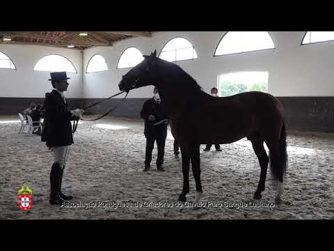 210203 10 Libre da Broa - Aprovação de Garanhões