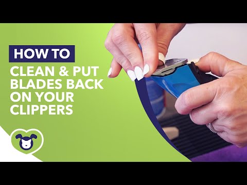 How to Properly Clean & Put Blades Back On Your Clippers