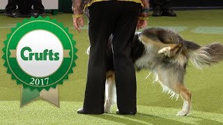 Mishaps and Funny moments at Crufts