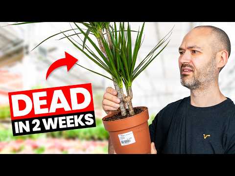 A Beginner's Guide To Buying Plants in 2026