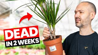 A Beginner&#39;s Guide To Buying Plants in 2025