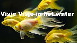 Visje, visje in het water - Kinderliedje