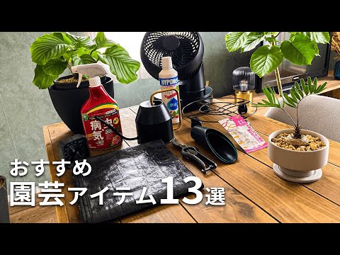 固着性オーク材 植物