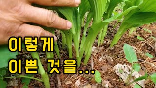 자가번식하는 식물이지만 무분별한 채취로 희귀해진 식물