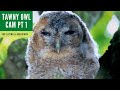 BIRD PHOTOGRAPHY | TAWNY OWL CAMERA | Strix aluco | Laying & Behaviour | Part 1