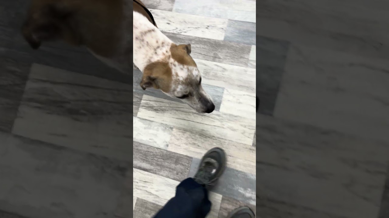 Polkey, a ADOPTABLE mixed breed in Olympia, WA video 3/4