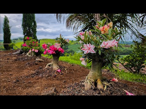 Desert Roses on the Ground, Amazing Result!