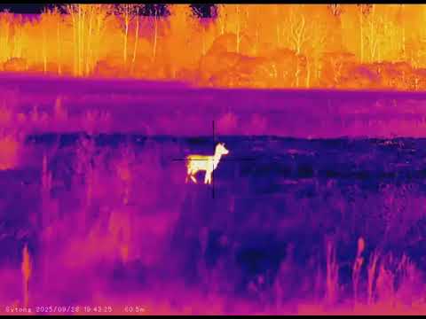 Видео с тепловизионного прицела Sytong MM06-50LRF... Заказ по телефону или в Вотсап: 89040825160