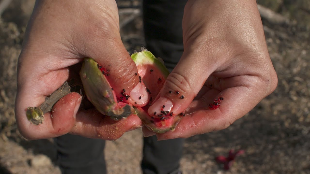 The Bahidaj Harvest