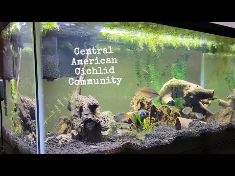 Silent tour of the 40 Gallon Aquarium: The Central Emporium