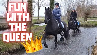 Not all horses like carrots | Rising Star⭐ and friends | Special guests part 2 | Friesian Horses