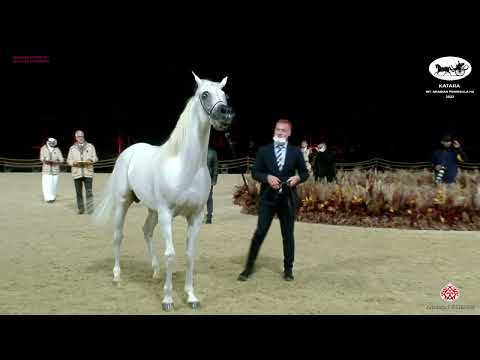 N 224 NABEEL AL RAYYAN   Katara Int  Arabian Peninsula Horse Show 2022   Stallions 7 to 10 Years Old