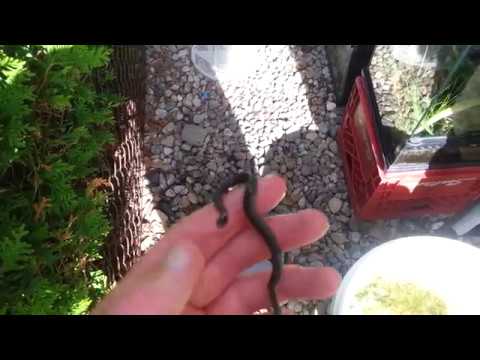 download lagu mp3 mp4 Red Bellied Snake Pet, download lagu Red Bellied Snake Pet gratis, unduh video klip Red Bellied Snake Pet