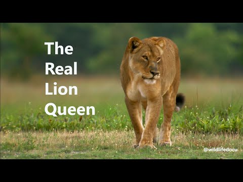 Lions Hunting Buffalo - Lion Documentary
