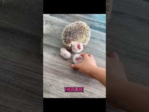 Naughty life of hedgehog 🦔❤️