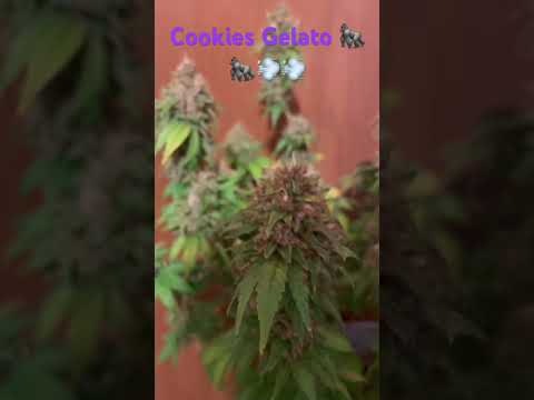Cookies Gelato Harvest day #grow #420