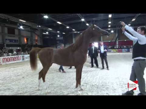 N.37 MAGNUMS VOLCAN K.A. - Wels 2016 - Colts 2 years old (Class 4)