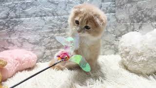 スコティッシュフォールドの動画01