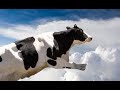 Barnyard GBA Speedrun WORLD RECORD 37 57 95