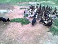 Zada Herding Ducks 1