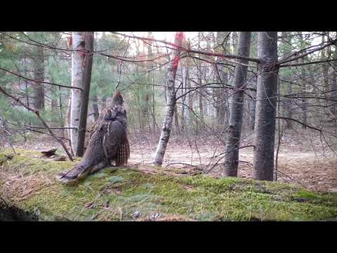 Ruffed grouse drumming ( extended edition )