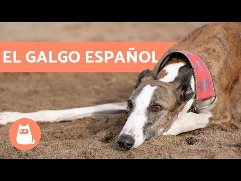 Spanish Greyhound - Characteristics and Care