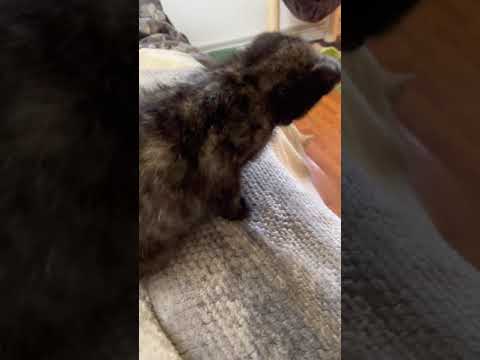 Meet Jeanette a Domestic Shorthair currently available for adoption! 11/27/2021 3:32:15 PM