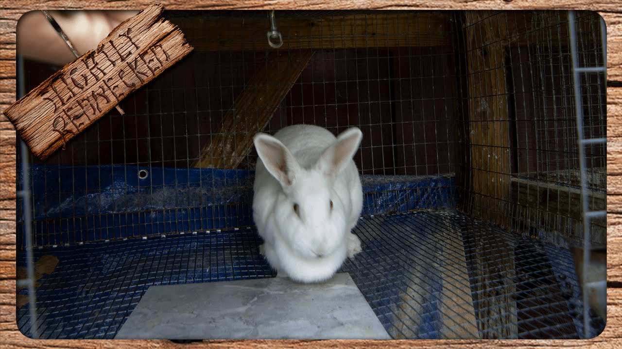 Why would a mom bunny kill her babies? Life Set Go