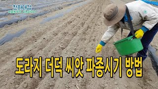 도라지 더덕 씨앗 파종시기 방법 (밀식재배 1년후 이식예정)