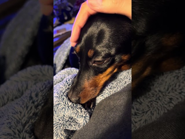 Zoey Gets a Head Rub and It Is Everything