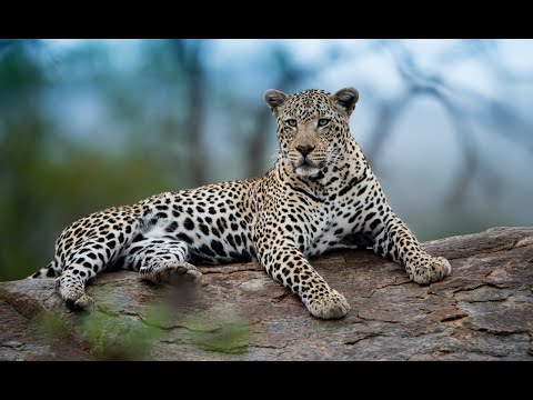 Caçadores Da África O Leopardo Faminto